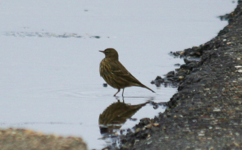 Rock Pipit (Anthus petrosus) Zuidpier IJmuiden