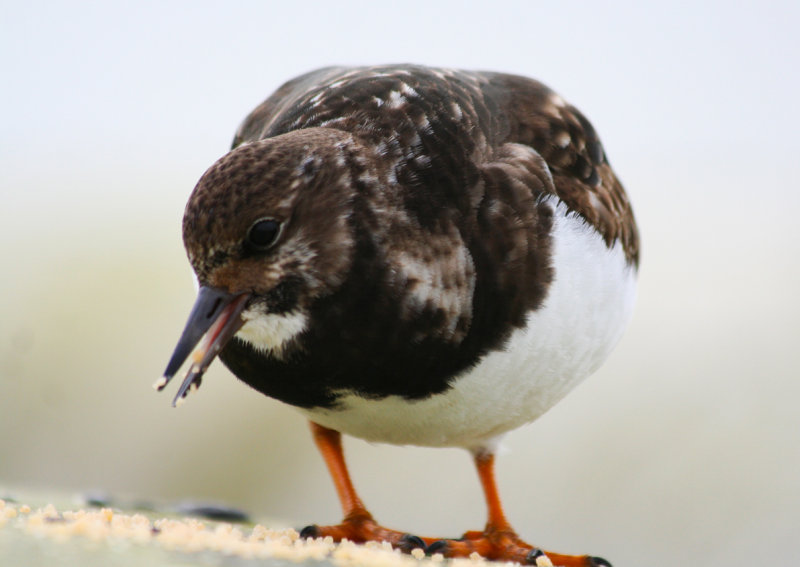 Ruddy Turnstone (Arenaria interpres) Zuidpier IJmuiden