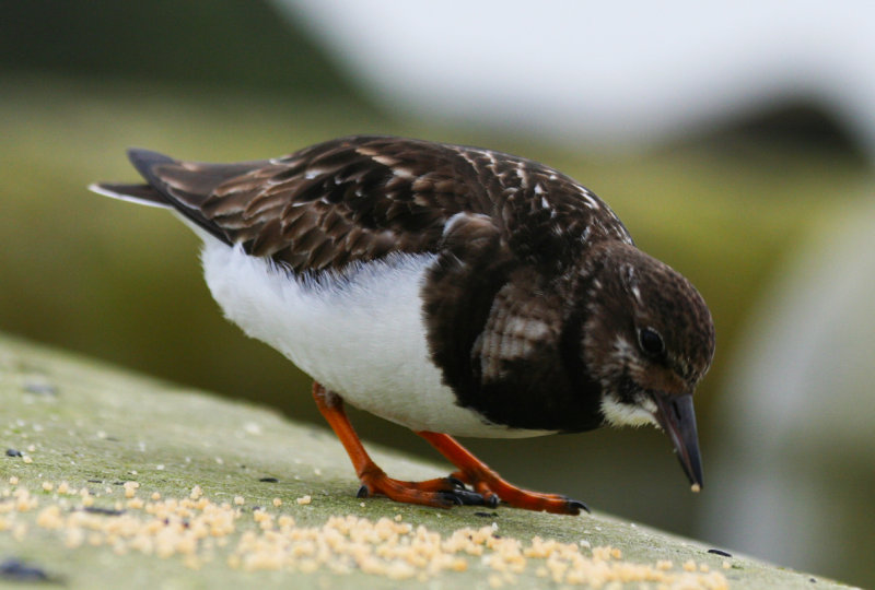 Ruddy Turnstone (Arenaria interpres) Zuidpier IJmuiden.JPG