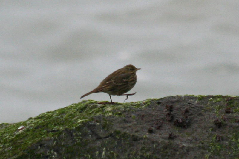 Rock Pipit (Anthus petrosus) Zuidpier IJmuiden