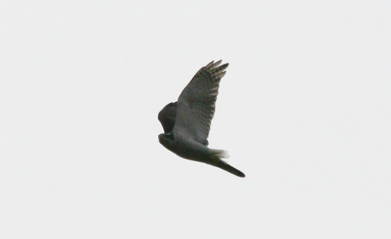 Northern Goshawk (Accipiter gentilis) Hilversum Bovenmeent