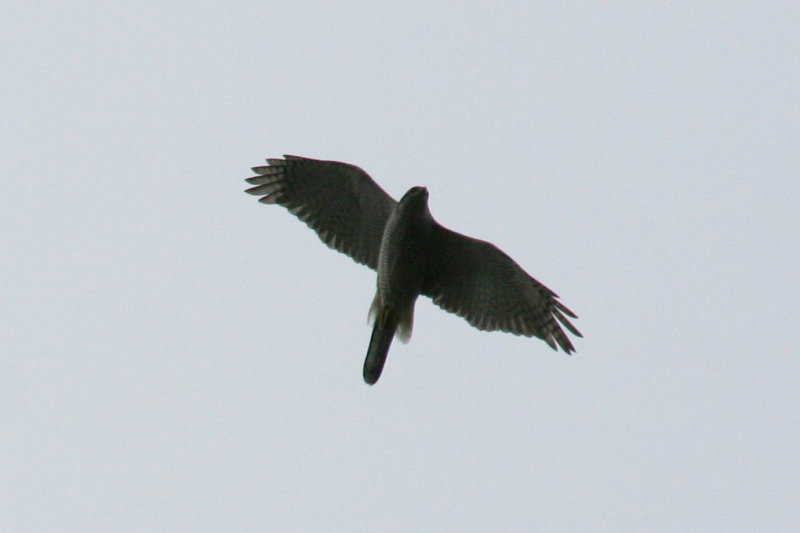 Northern Goshawk (Accipiter gentilis) Hilversum Bovenmeent