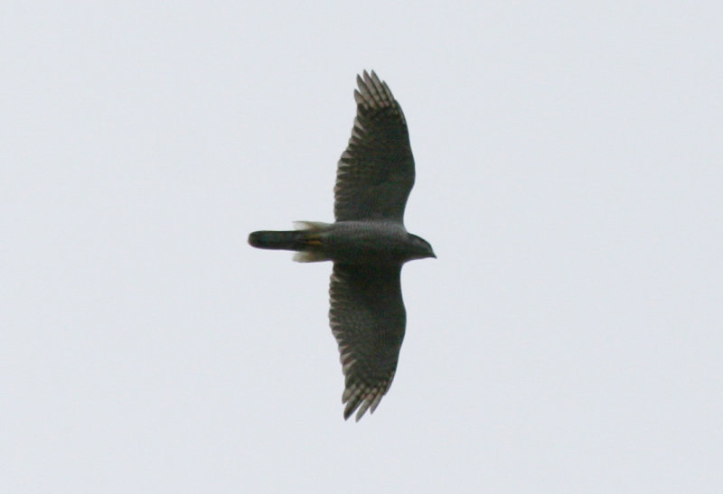 Northern Goshawk (Accipiter gentilis) Hilversum Bovenmeent