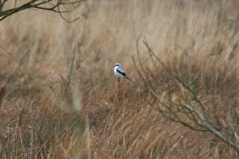 Great Grey Shrike (Lanius excubitor) Hilversum, Bovenmeent