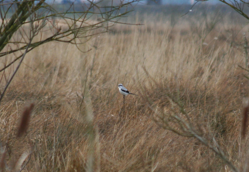 Great Grey Shrike (Lanius excubitor) Hilversum Bovenmeent.jpg