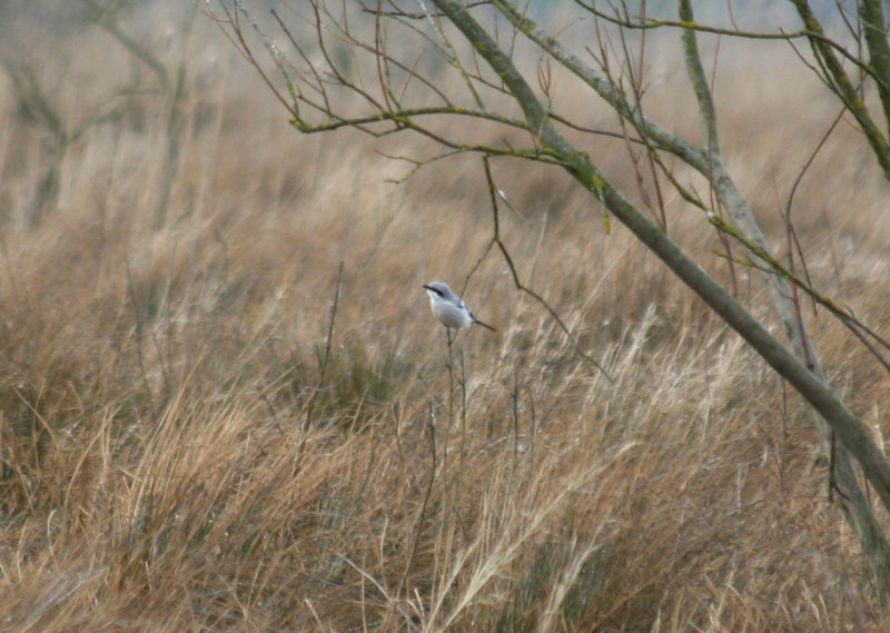 Great Grey Shrike (Lanius excubitor) Hilversum, Bovenmeent