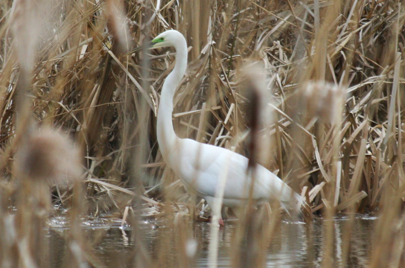 Great Egret (Ardea alba alba) Hilversum - Bovenmeent