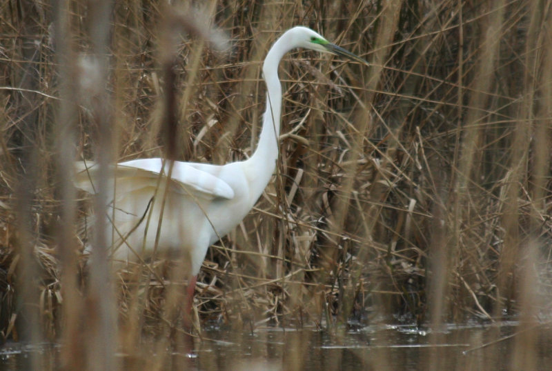 Great Egret  (Ardea alba) Hilversum Bovenmeent