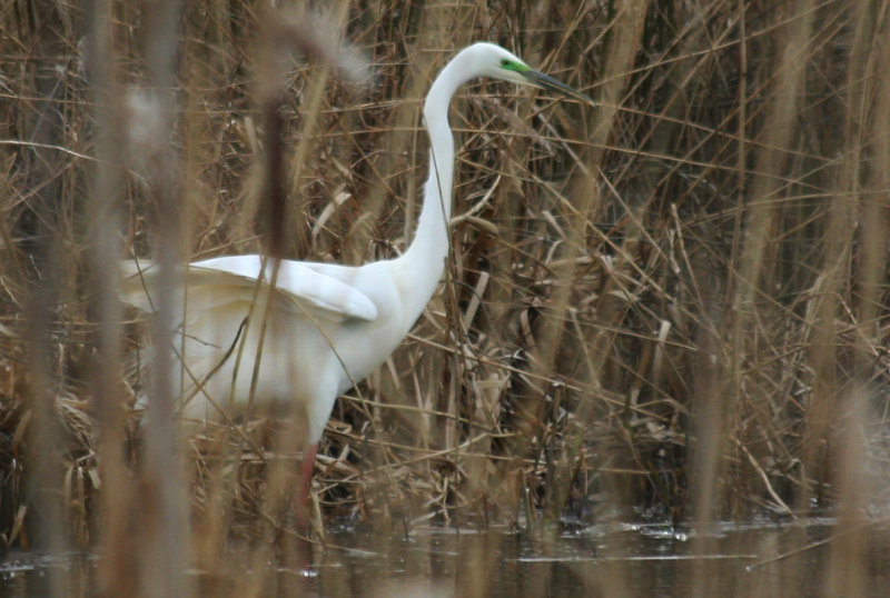 Great Egret (Ardea alba) Hilversum Bovenmeent