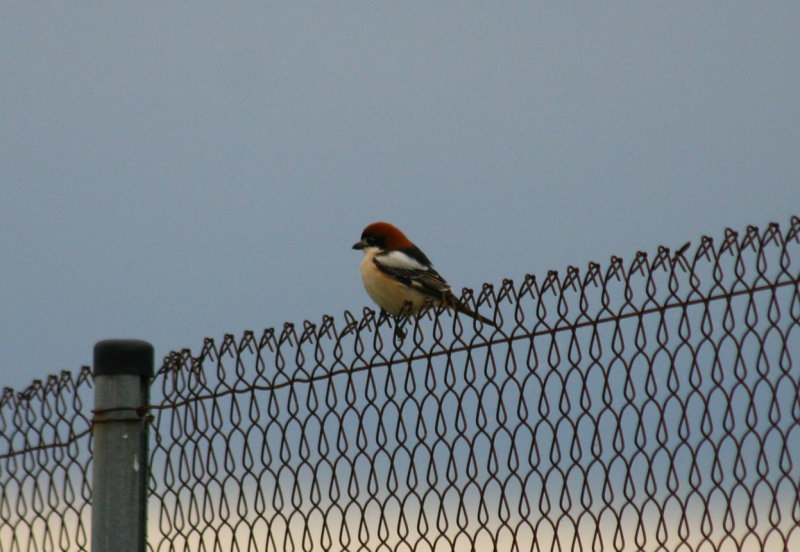 Woodchat Shrike (Lanius senator) Barcelona, Delta del Llobregat.JPG