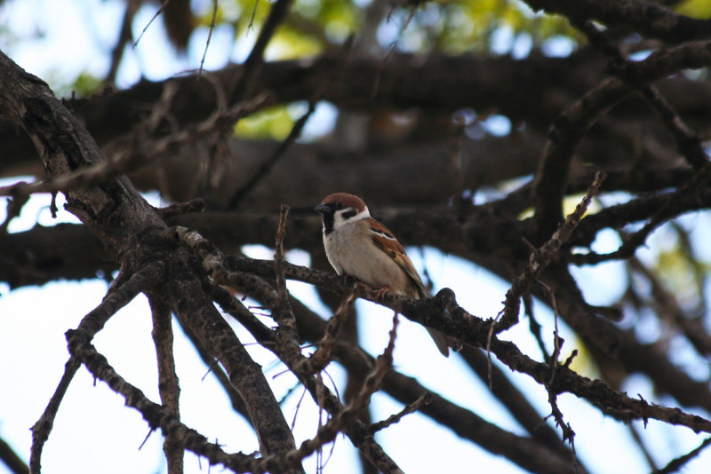 Eurasian Tree Sparrow (Passer montanus) Barcelona, Delta del Llobregat.JPG