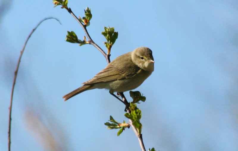 Willow Warbler (Phylloscopus trochilus) Delfgauw