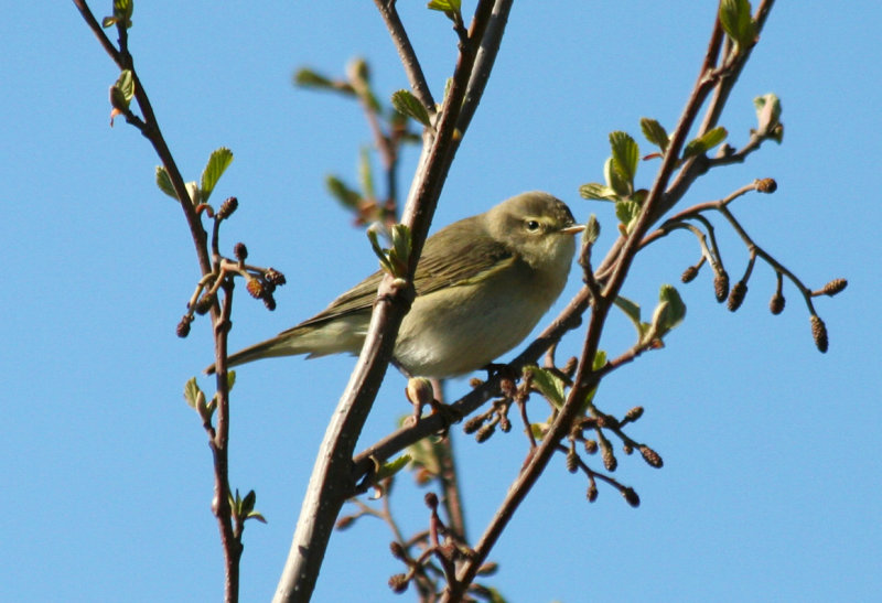 Willow Warbler (Phylloscopus trochilus) Delfgauw