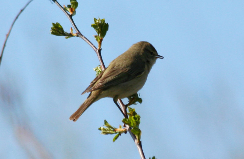 Willow Warbler (Phylloscopus trochilus) Delfgauw