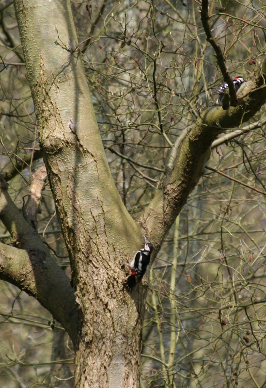 Great Spotted Woodpecker (Dendrocopos major) Oostvoorne, Mildenburg.JPG