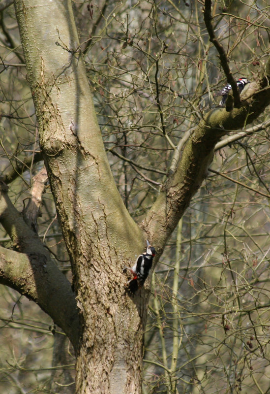 Great Spotted Woodpecker (Dendrocopos major) Oostvoorne, Mildenburg