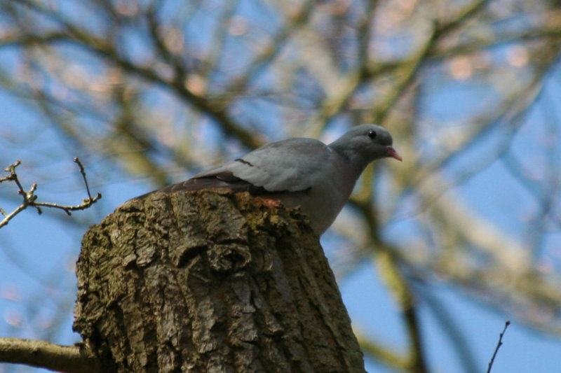 Stock Dove (Columba oenas) Oostvoorne, Mildenburg.JPG
