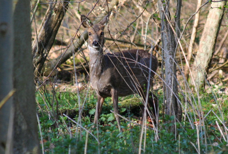 Roe Deer (Capreolus capreolus) Mildenburg, Oostvoorne