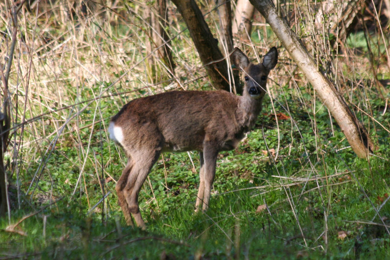 Roe Deer (Capreolus capreolus) Mildenburg, Oostvoorne