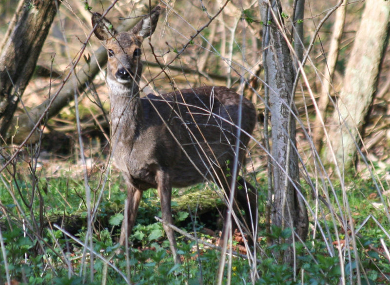 Roe Deer (Capreolus capreolus) Mildenburg, Oostvoorne