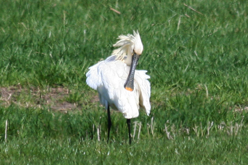 Eurasian Spoonbill (Platalea leucorodia) Berkel en Rodenrijs, Zuidpolder ZH