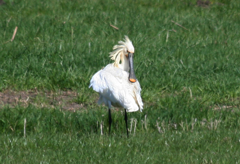 Eurasian Spoonbill (Platalea leucorodia) Berkel en Rodenrijs, Zuidpolder ZH