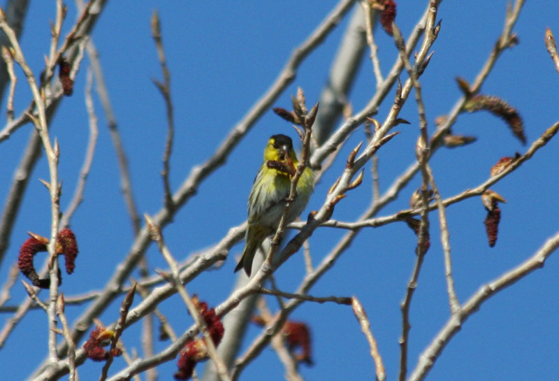 Eurasian Siskin (Carduelis spinus) Westplaat, Oostvoorne