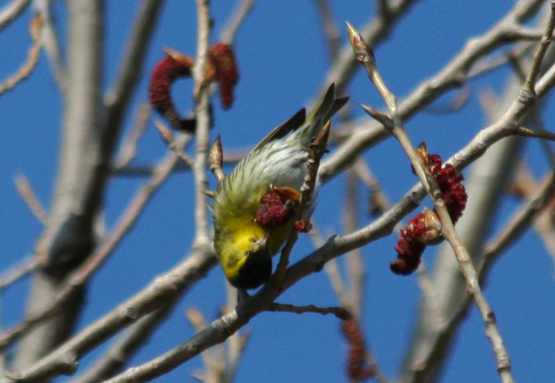 Eurasian Siskin (Carduelis spinus) Westplaat, Oostvoorne.JPG