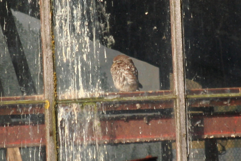 Little Owl (Athene noctua) Rotterdam