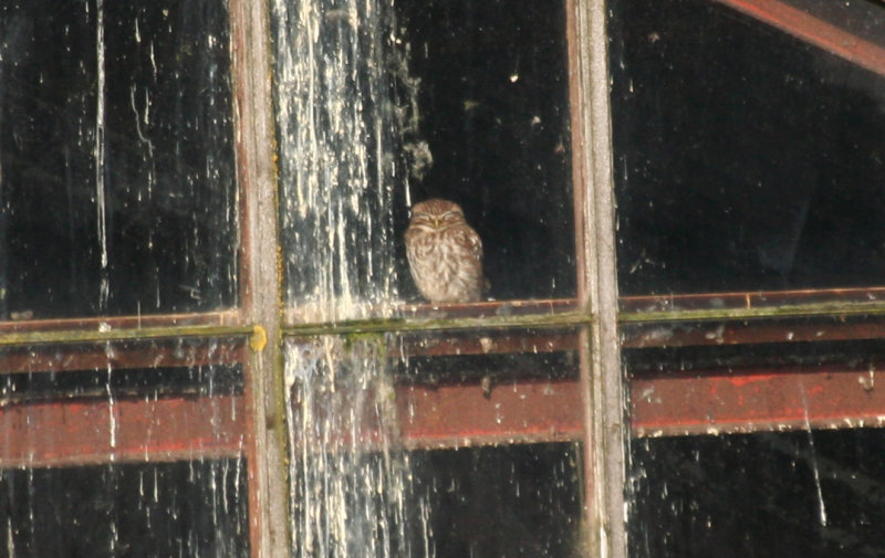 Little Owl (Athene noctua) Rotterdam
