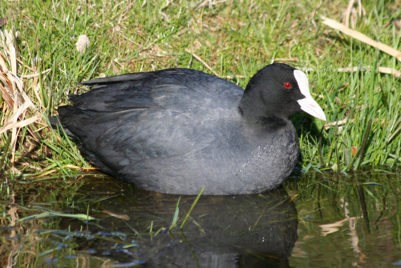 Eurasian Coot (Fulica atra) Ackerdijksche plassen ZH