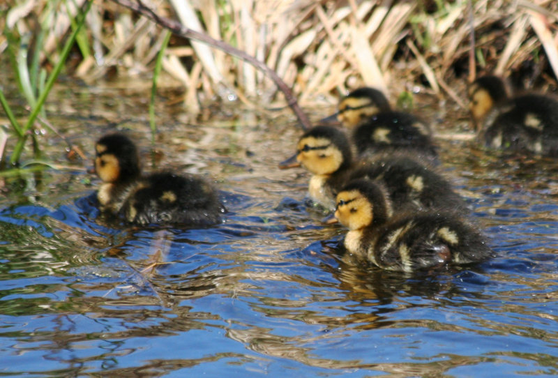 Mallard (Anas platyrhynchos) Polder Schieveen ZH
