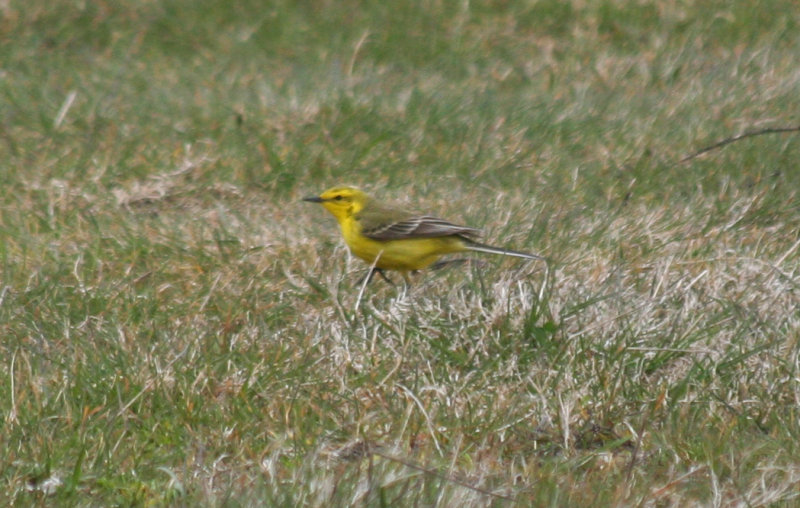 Yellow-crowned Wagtail (Motacilla flava flavissima) Camperduin, Vereenigde Harger en Pettemerpolder