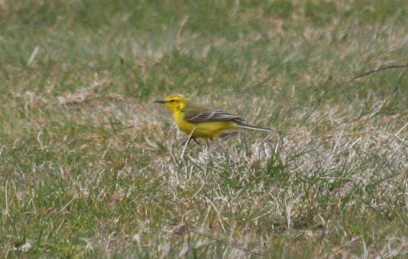 Yellow-crowned Wagtail (Motacilla flava flavissima) Camperduin, Vereenigde Harger en Pettemerpolder.JPG