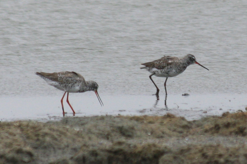 Spotted Redshank (Tringa erythropus) Camperduin, de Putten