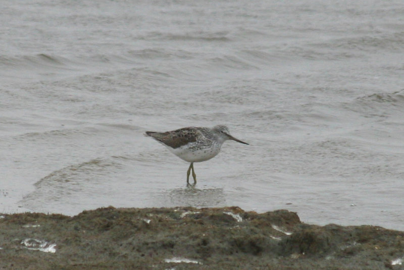 Common Greenshank (Tringa nebularia) Camperduin, de Putten