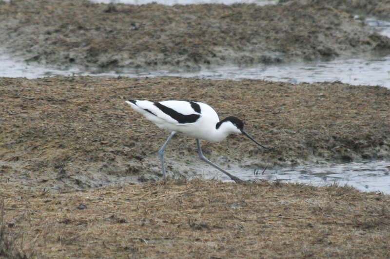 Pied Avocet (Recurvirostra avosetta) Camperduin, de Putten