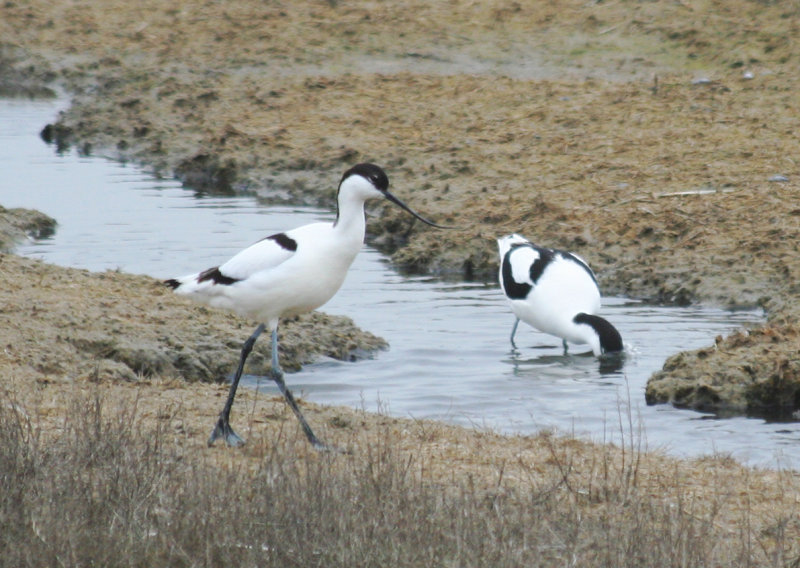 Pied Avocet (Recurvirostra avosetta) Camperduin, de Putten