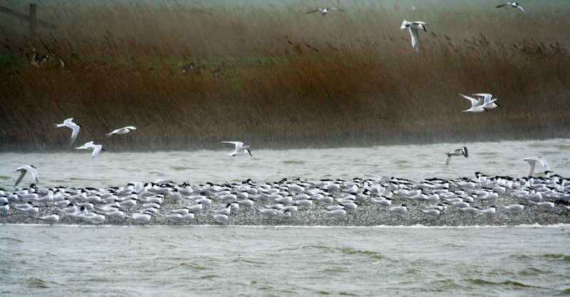 Sandwich Tern (Thalasseus sandvicensis) Camprduin, de Putten