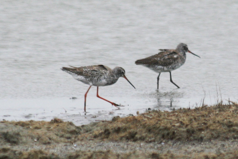 Spotted Redshank (Tringa erythropus) Camperduin, de Putten