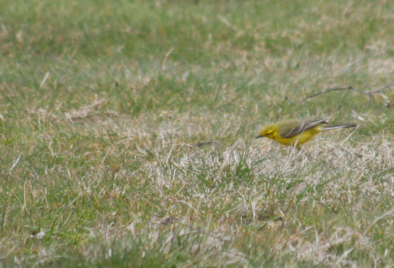 Yellow-crowned Wagtail (Motacilla flava flavissima) Camperduin, Vereenigde Harger en Pettemerpolder