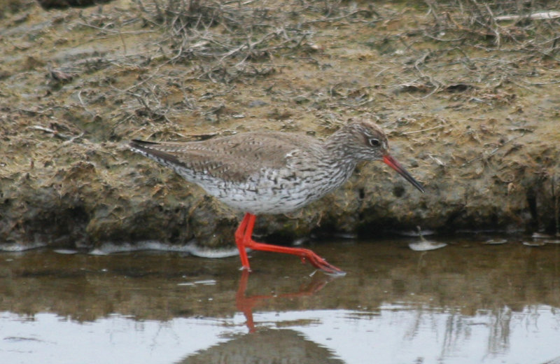 Common Redshank (Tringa totanus) Camperduin, de Putten