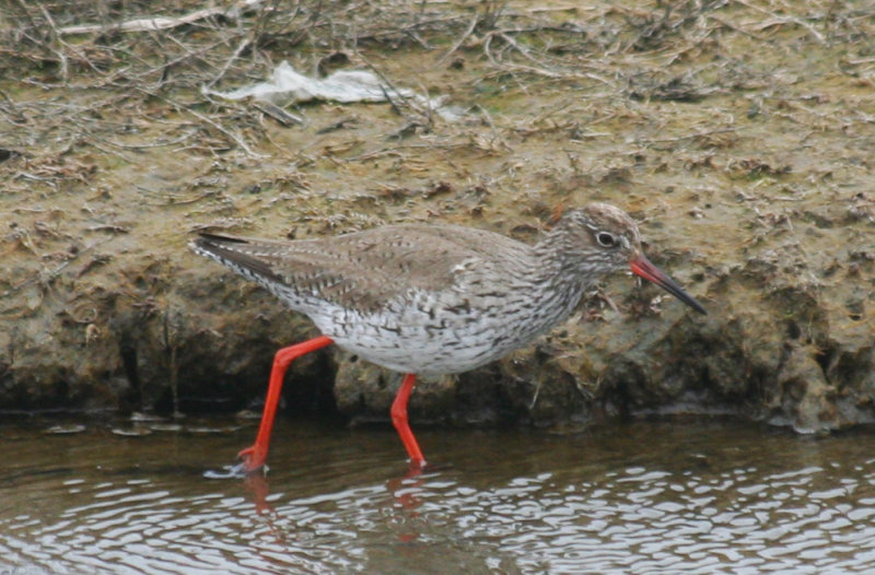 Common Redshank (Tringa totanus) Camperduin, de Putten NH