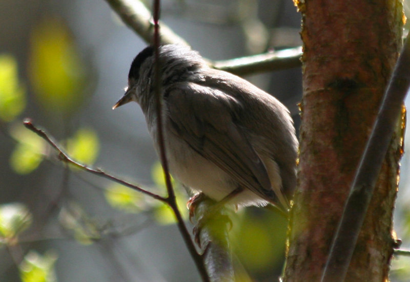 Blackcap (Sylvia atricapilla) Oostzaan, het Twiske