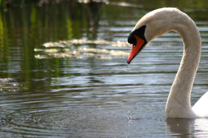 Mute Swan (Cygnus olor) Oostzaan, het Twiske
