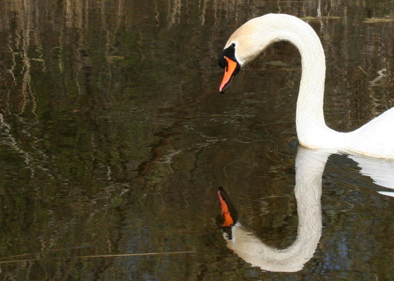 Mute Swan (Cygnus olor) Oostzaan, het Twiske
