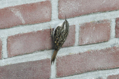  Short-toed Treecreeper (Certhia brachydactyla) Rotterdam