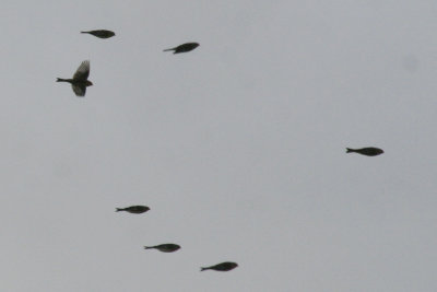 g2/24/1048224/3/147654591.jaJdE4LC.jpg