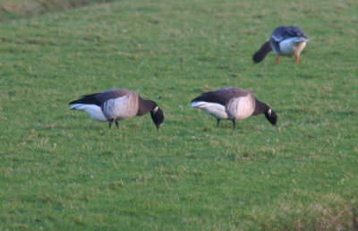 Pale-bellied Brent Goose (Branta hrota) Camperduin Vereenigde Harger en Pettemerpolder NH