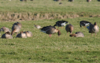 Pink-footed Geese (Anser brachyrhynchus) Camperduin Vereenigde Harger en Pettermerpolder